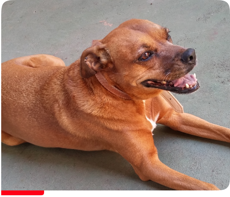 Cachorra Bambina